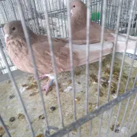 جفت گاه کبوتر|پرنده|صدرا-فارس, فاز ۱|دیوار