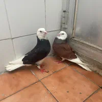 1جفت کبوترتکپرپرش تهرانی اس به شرط نظفه