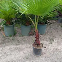 فروش.پالم عمده وتک|خدمات باغبانی و درختکاری|چاف و چمخاله, |دیوار