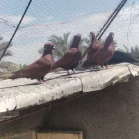 کبوتر سرخ زاغ سفید