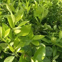 فروش نهال مرکبات و تخم لیمو|خدمات باغبانی و درختکاری|جهرم, |دیوار