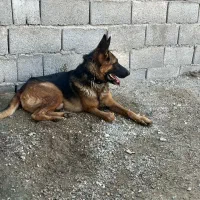 سگ ژرمن ورک|سگ|بندرعباس, |دیوار