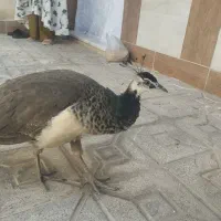 طاوس 7ماهه.واکنس خورده