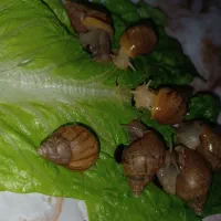 پرورش و فروش حلزون آلبینو وآچاتینا|خزنده|تبریز, |دیوار