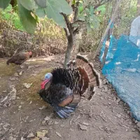 غاز. نر وماده. یک عدد بوقلمون نر.
