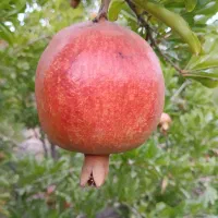 اجاره انار مرغوب چشمه علی|عمده‌فروشی|قم, پردیسان|دیوار