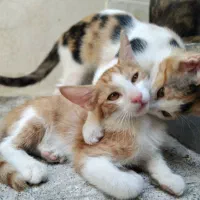 گربه(واگذاری)|گربه|تهران, ولنجک|دیوار