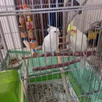 عروس هلندی