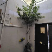 رهن-و-اجاره-خانه-ویلایی-دربست