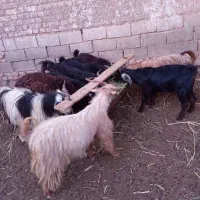 چبش بره
