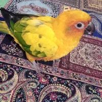طوطی خورشیدی ( سان کانور)|پرنده|تهران, شوش|دیوار