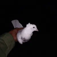 کبوتر دوبالی وطوقی وسبز ساده سرخ|پرنده|گرگان, |دیوار