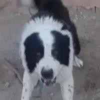 سگ قدرجونی جهرم