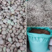 عدس روس فله و بسته بندی