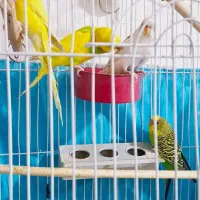 مرغ عشق دستی|پرنده|شوش, |دیوار