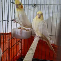 پول لازم هستم