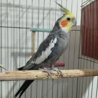 عروس هلندی سخنگو نر