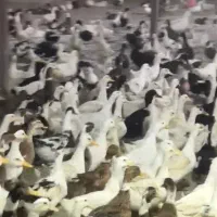 اردک پکنی صحیح سالم واکسن خورده|حیوانات مزرعه|جوادآباد, |دیوار