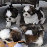 شیتزو سوپرفلت تیپ اروپایی فلت|سگ|کرج, کیانمهر|دیوار