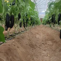 جذب نیروی کار خانم|استخدام صنعتی، فنی، مهندسی|بیرجند, |دیوار