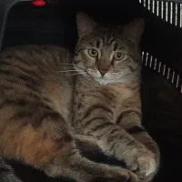 واگذاری گربه dhs