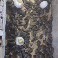 فروش بلدرچین گوشتی