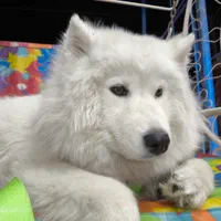 فروش سگ خونگی|سگ|ایلام, |دیوار