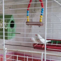 جفت فنچ سفید مولد همراه با تخم