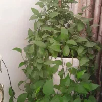 انواع گلهای طبیعی خانگی زیبا سربزوسرحال