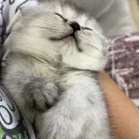 گربه|گربه|ری, علایین|دیوار