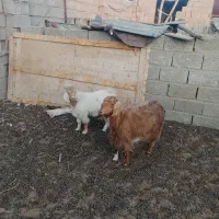 گوسفندبز با کهره