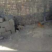 کارگر برای چوپانی