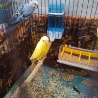 مرغ عشق همراه جوجه
