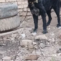 سگ قدرجونی نر|سگ|مبارکه, |دیوار