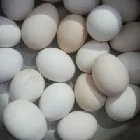 تخم مرغ محلی