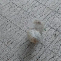 سگ پاکوتاه|سگ|اراک, |دیوار