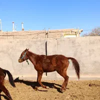 کره اسب|اسب و تجهیزات اسب‌سواری|فیروزه, |دیوار