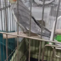 جوجه عروس هلندی|پرنده|پاکدشت, پاکدشت (مامازند)|دیوار