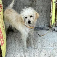 فروش یا معامله سگ شیتزو