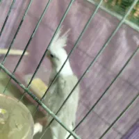 عروس هلندی|پرنده|اسفراین, |دیوار