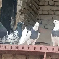 از آگهی دیوار|پرنده|شیروان (خراسان), |دیوار