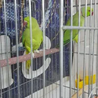 طوطی|پرنده|قرچک, مهدیه|دیوار