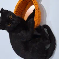 گربه میکس اسکاتیش دی اس اچ