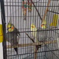 عروس هلندی نرسخنگووماده
