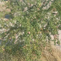 زمین در بهترین موقعیت جاده تبریز صو فیان