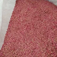 گندم دیم بذری