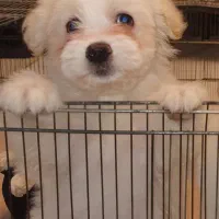 توله سگ دو ماهه شیتزو پامر