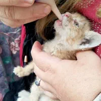 گربه رایگان بدوه هزینه