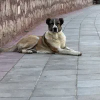 ماده سراب عراقی