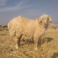 بره قوچ بختیاری اصل